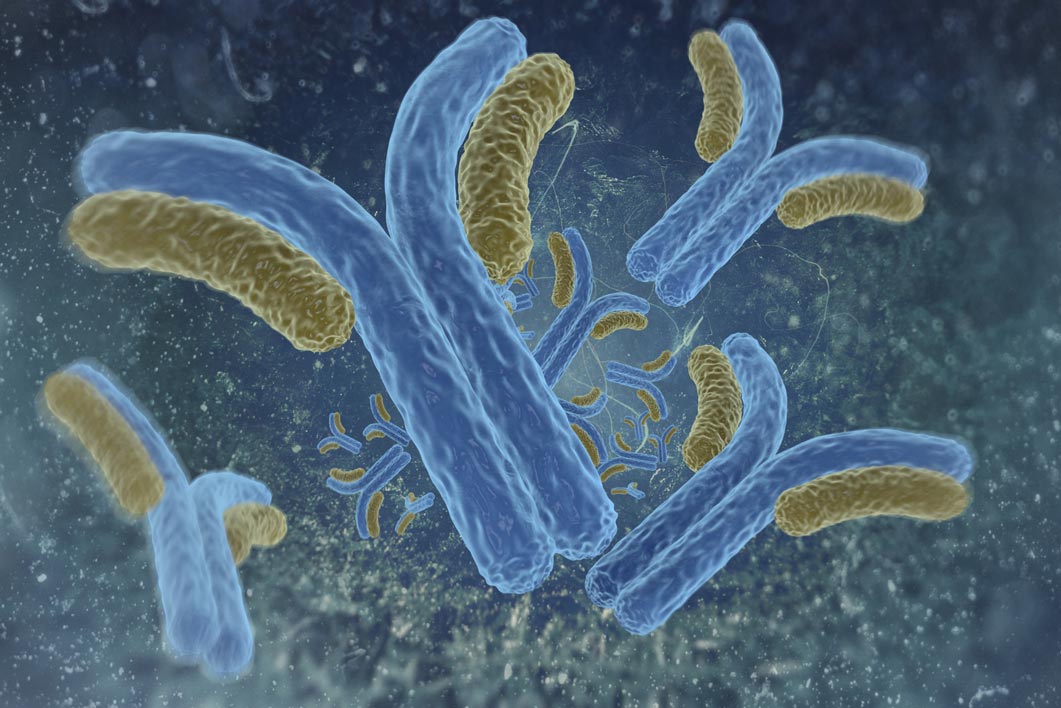 Prion Protein Monoclonal Antibody - 11C6