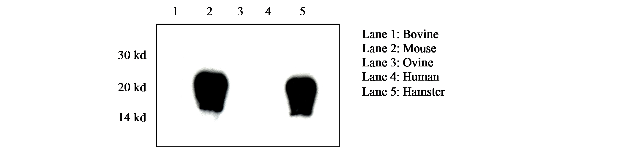 Prion Protein Monoclonal Antibody - SAF 83