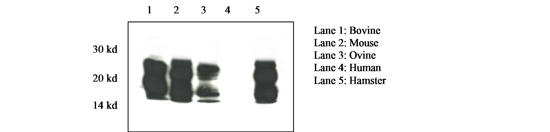 Prion Protein Monoclonal Antibody - SAF 84