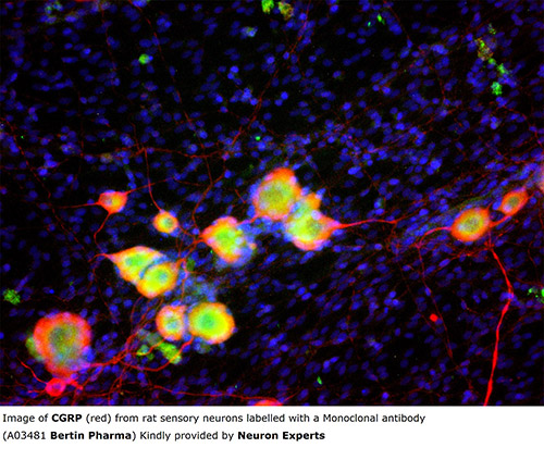 CGRP (human,rat) Monoclonal Antibody - Clone 83